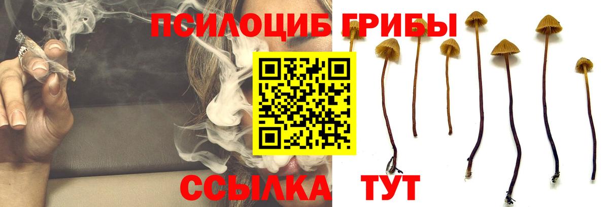 Галлюциногенные грибы Psilocybine cubensis  цена наркотик  Стерлитамак  Вход с VPN 